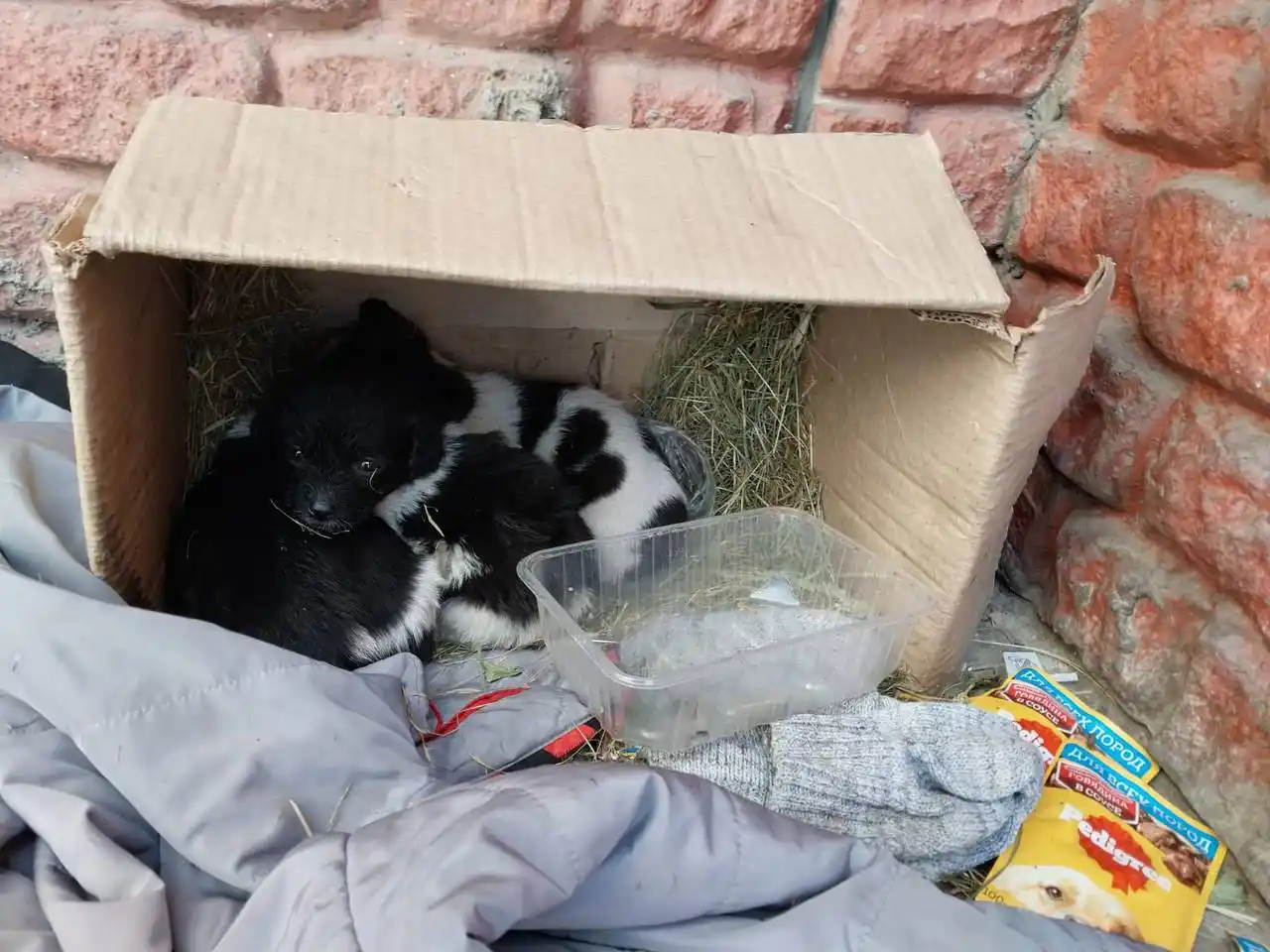 Щенки нуждаются в помощи - Животные в Чита