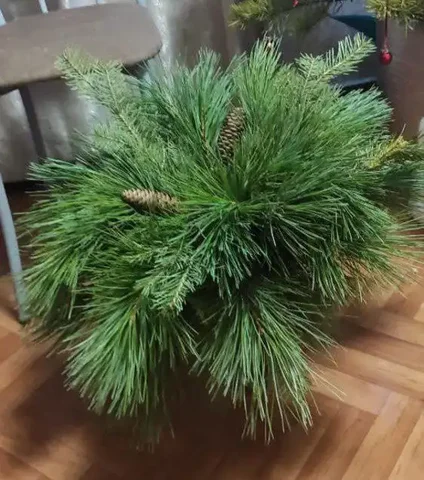 Новогодний букет - частное объявление в Чита