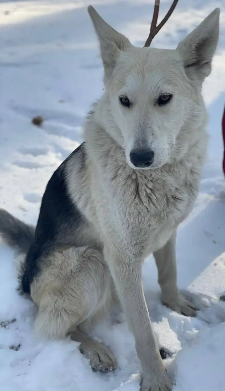 Щенок помесь лайки ищет семью