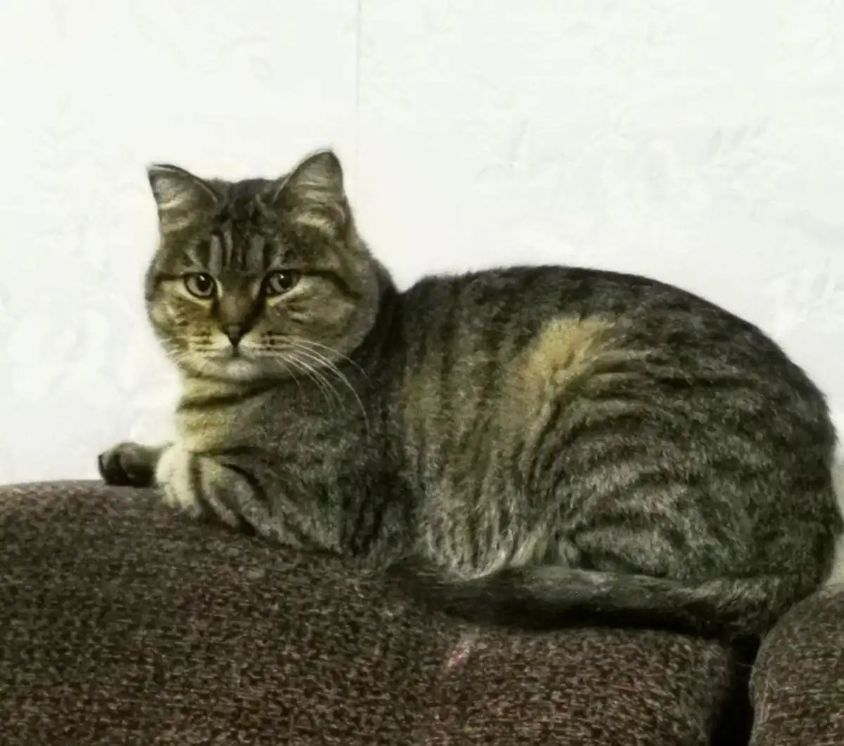 Взрослая стерилизованная кошка ищет дом