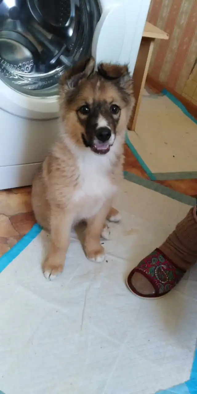 Дружелюбная малышка-девочка ищет дом