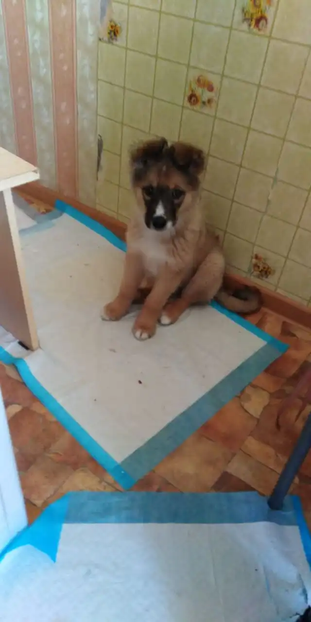 Дружелюбная малышка-девочка ищет дом