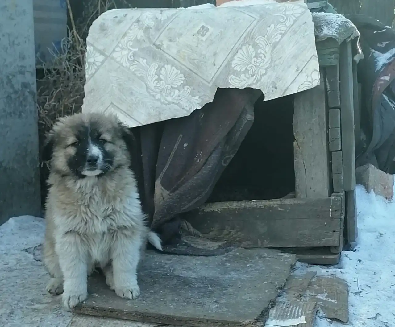 Мишелька в поисках дома