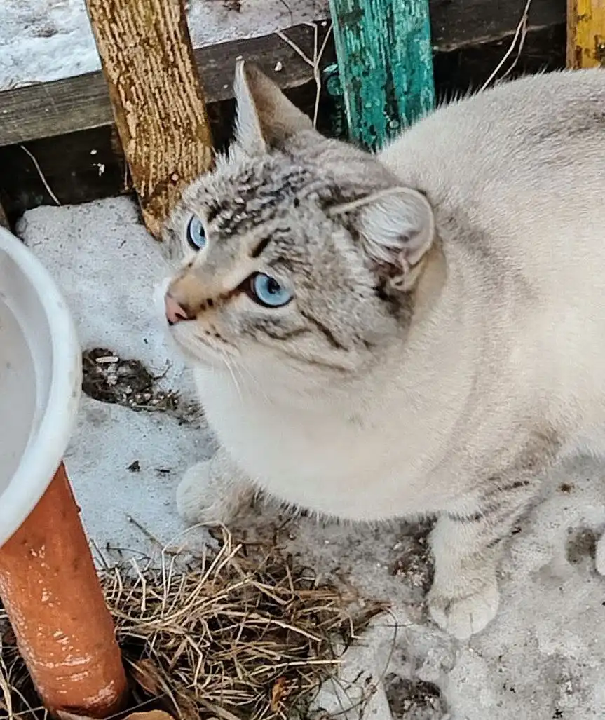 Голубоглазый кот ищет дом