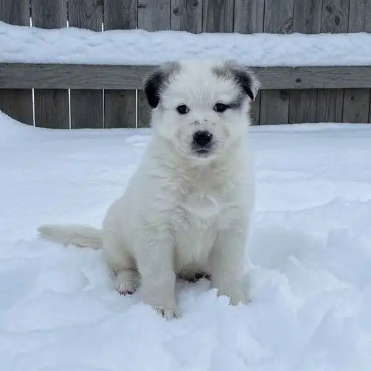 Щенок девочка ищет дом