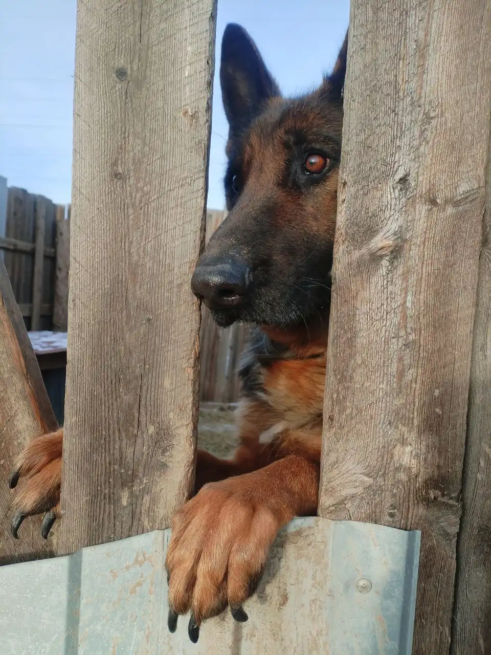 Немецкая собака в ответственные руки