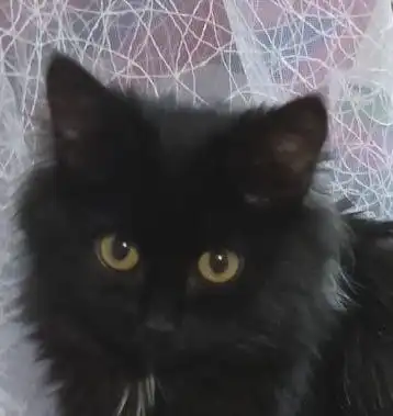 Ласковый чертенок с пушистым хвостом ищет дом