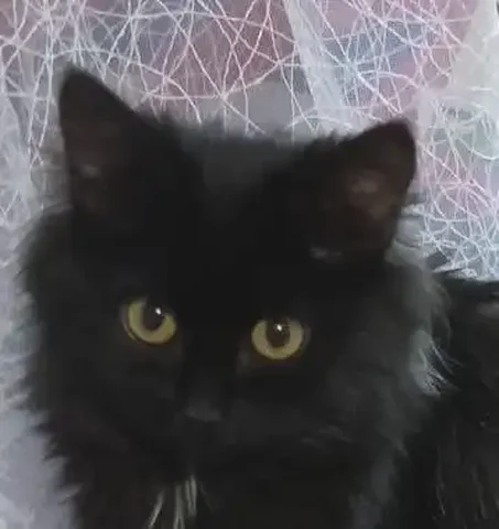 Ласковый чертенок с пушистым хвостом ищет дом - Животные в Чита