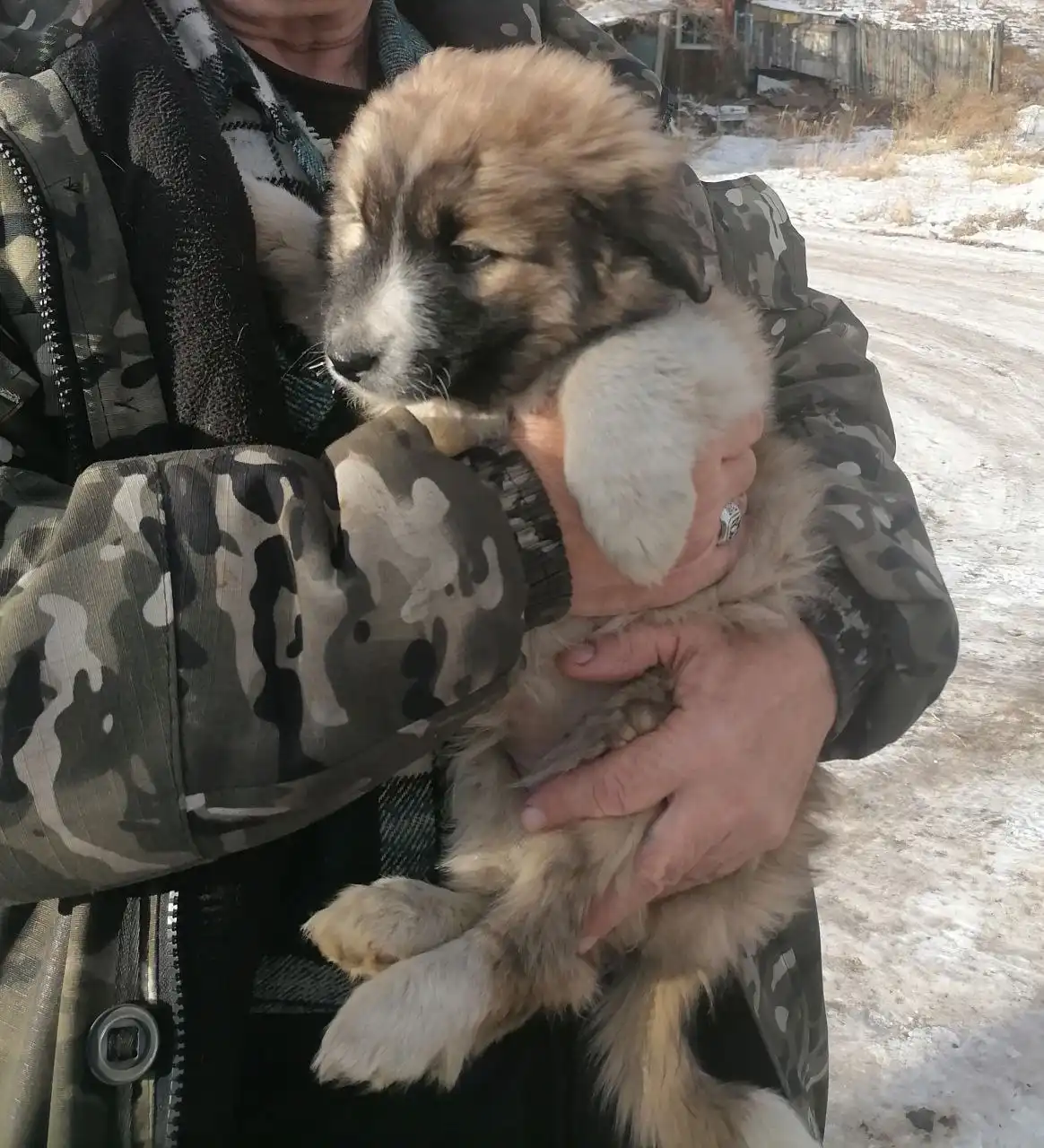 Щенок Мишелька в поисках дома