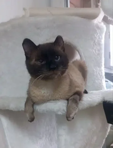 Кот после операции ищет дом - частное объявление в Чита