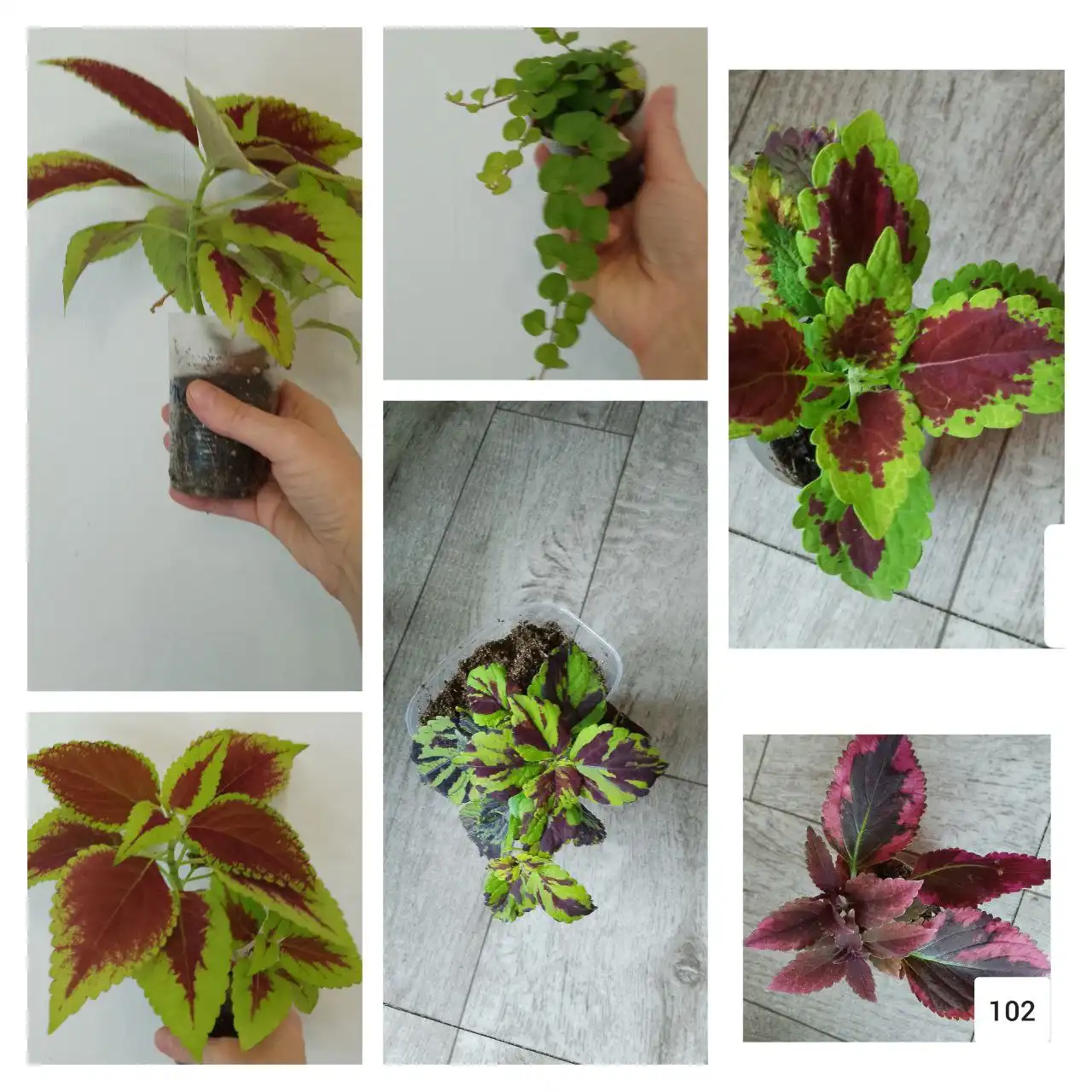 Продам молодые колеусы, вербейник монеточный, будру вариегатную