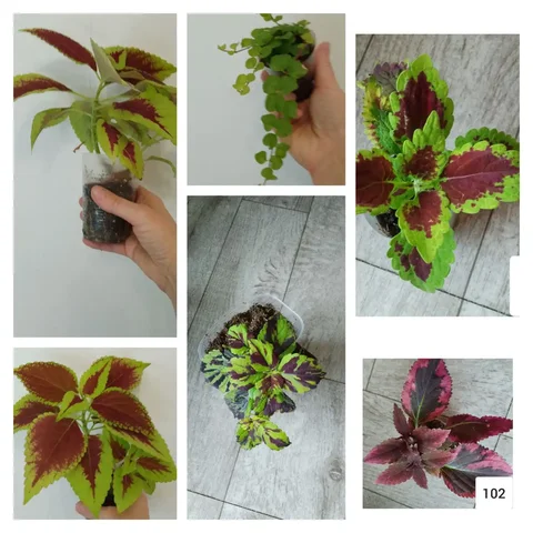 Продам молодые колеусы, вербейник монеточный, будру вариегатную - частное объявление в Чита