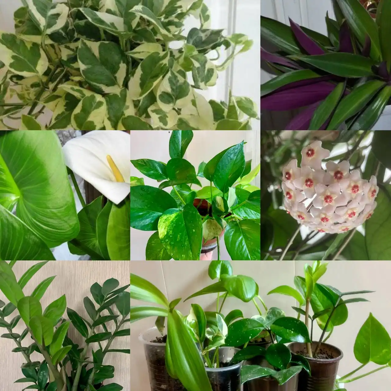 Продажа комнатных растений: 6 видов