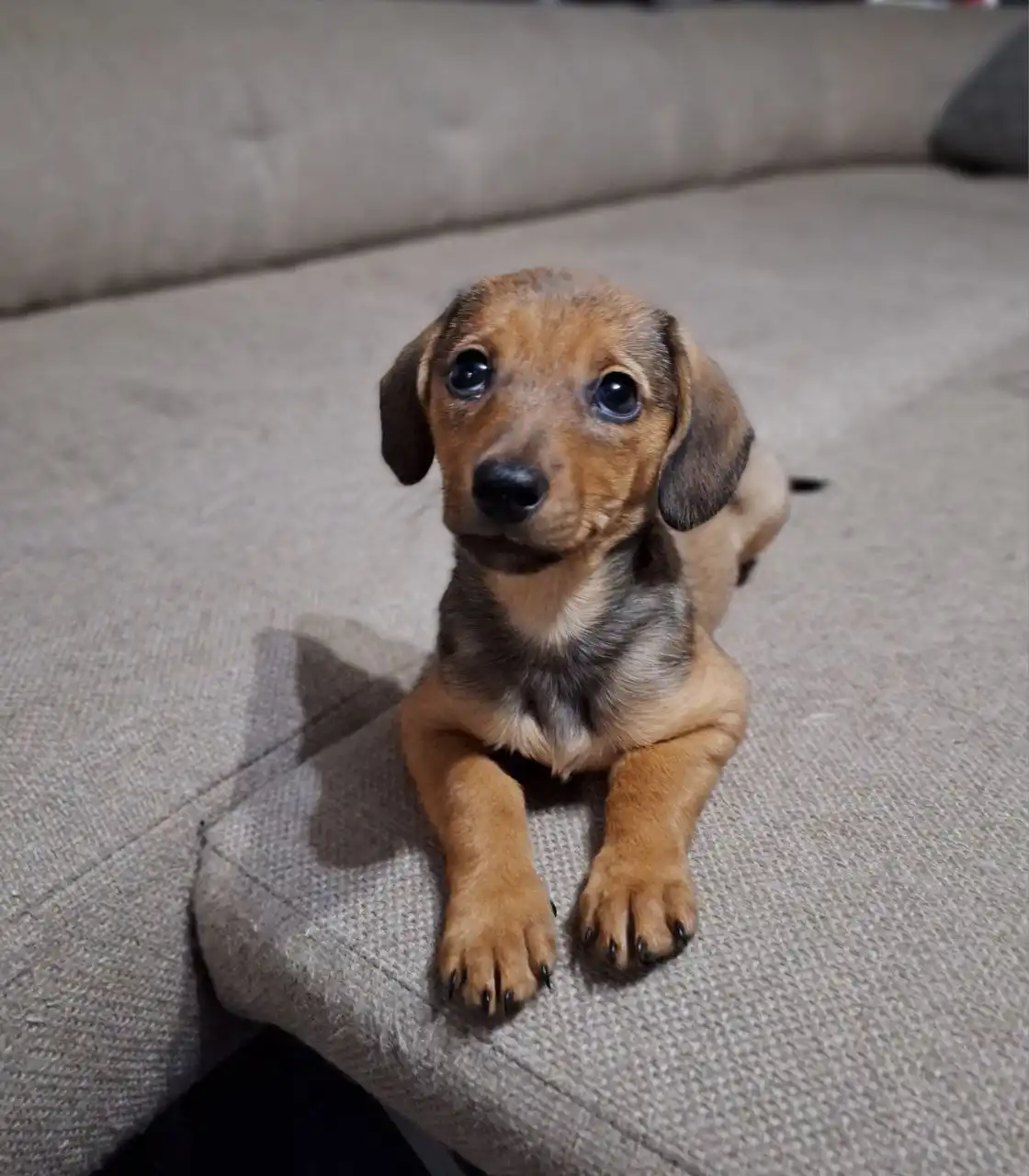 Щенок метиса таксы для ответственных хозяев