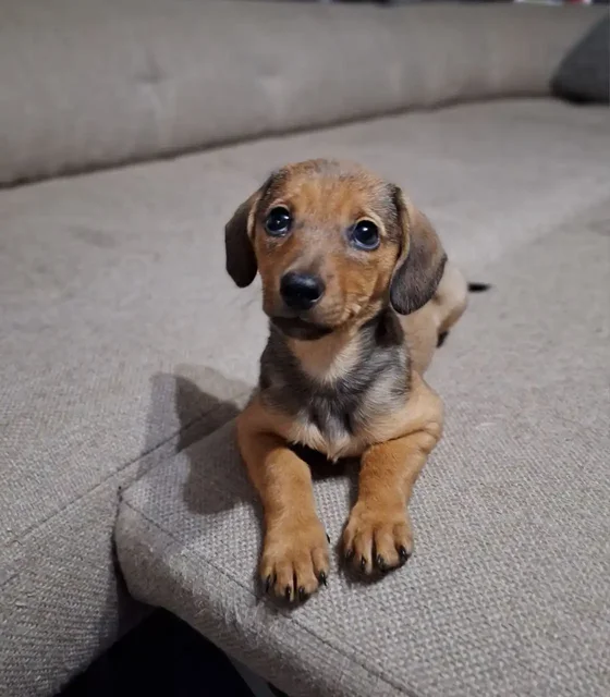 Щенок метиса таксы для ответственных хозяев - Животные в Чита