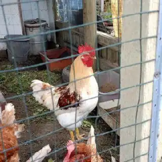 Продажа петушков Ломан Браун