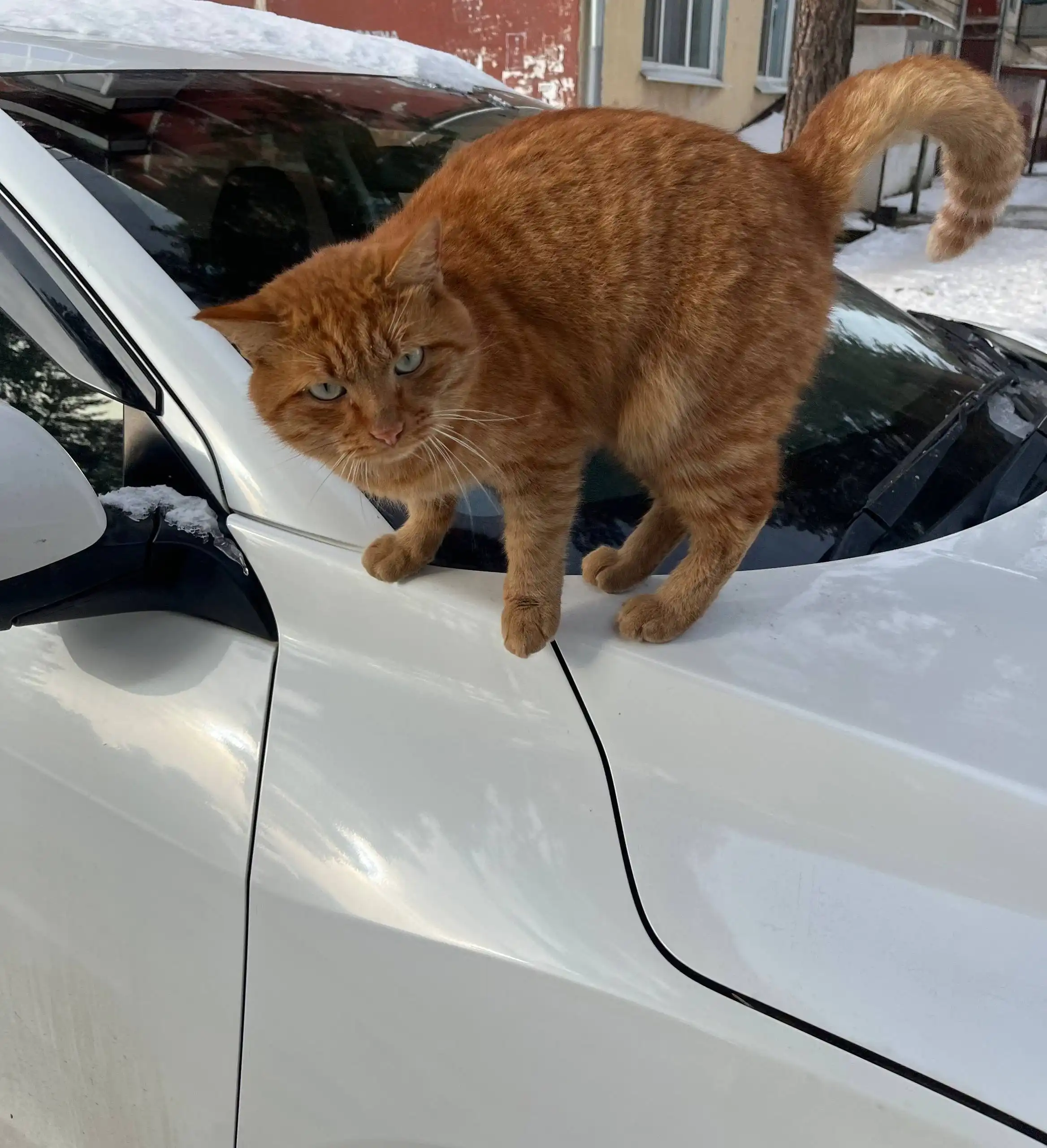 Ищу дом для рыжего кота в Чите