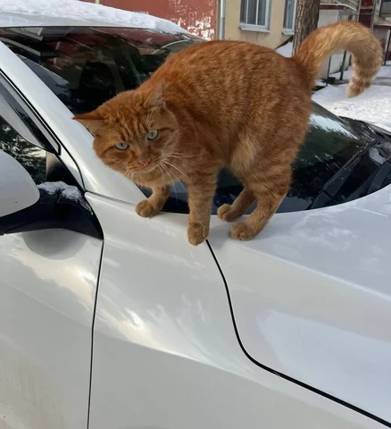 Ищу дом для рыжего кота в Чите - Животные в Чита