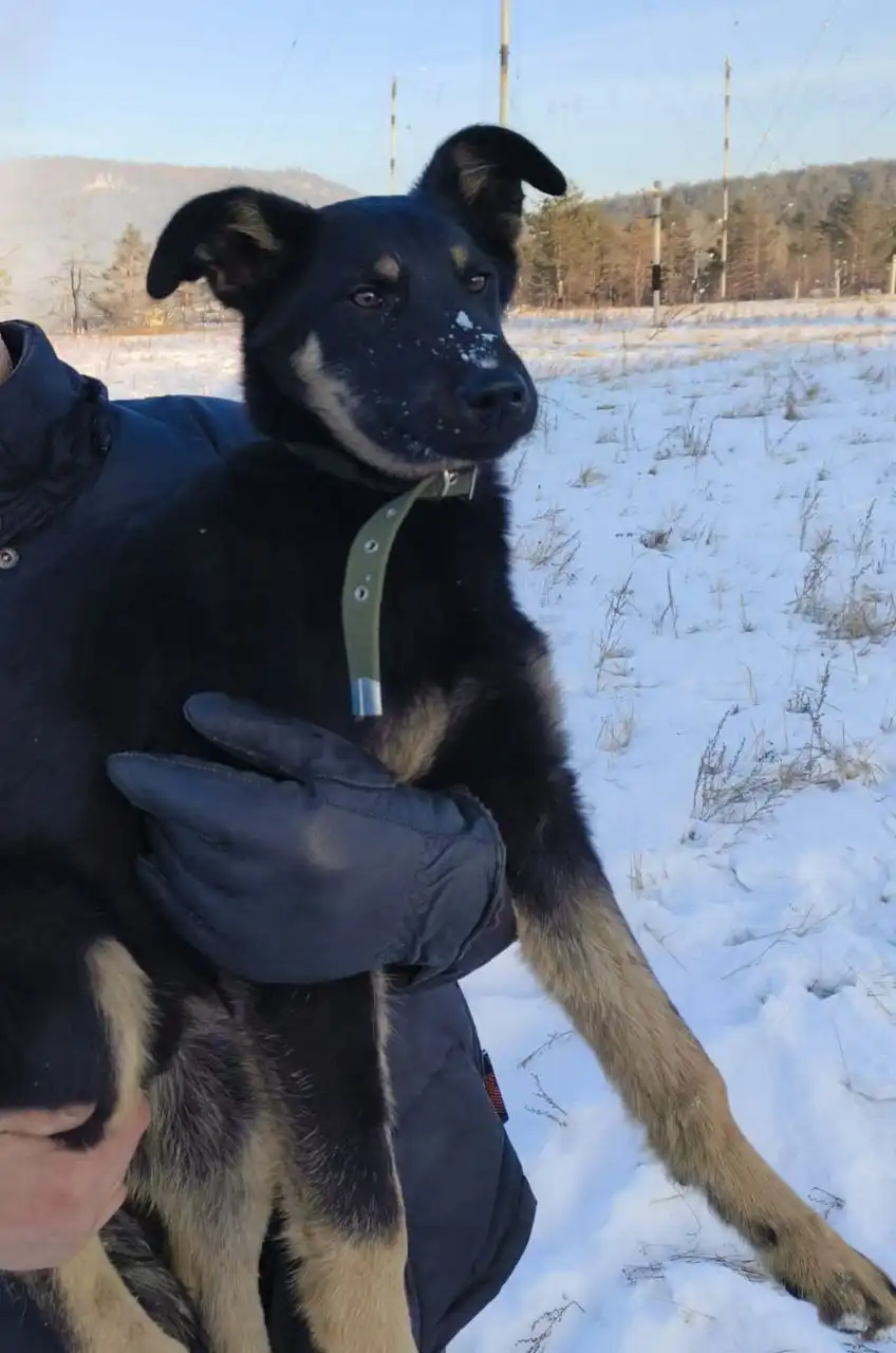 Отдам щенка подростка в добрые руки