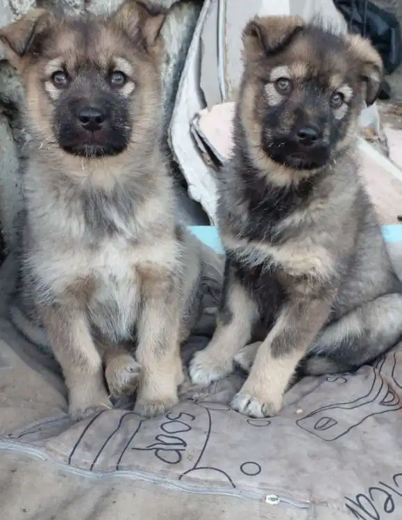 Щенки от лайки и беспородной матери