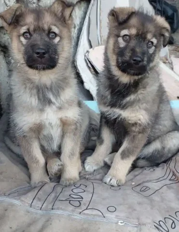 Щенки от лайки и беспородной матери - Животные в Чита
