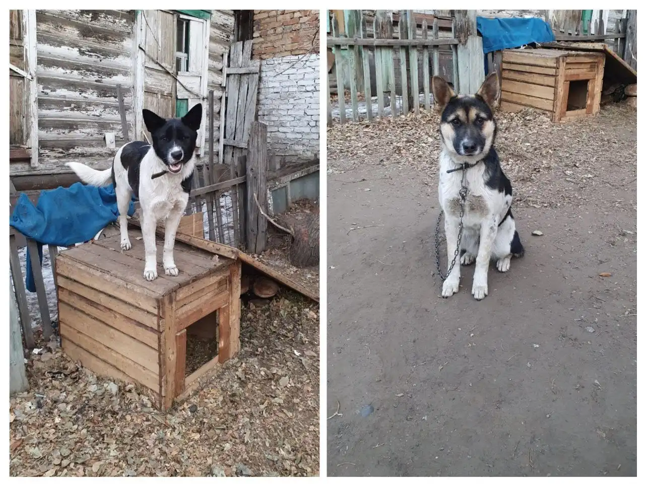 Ищу дом и хороших хозяев щенкам в Чите