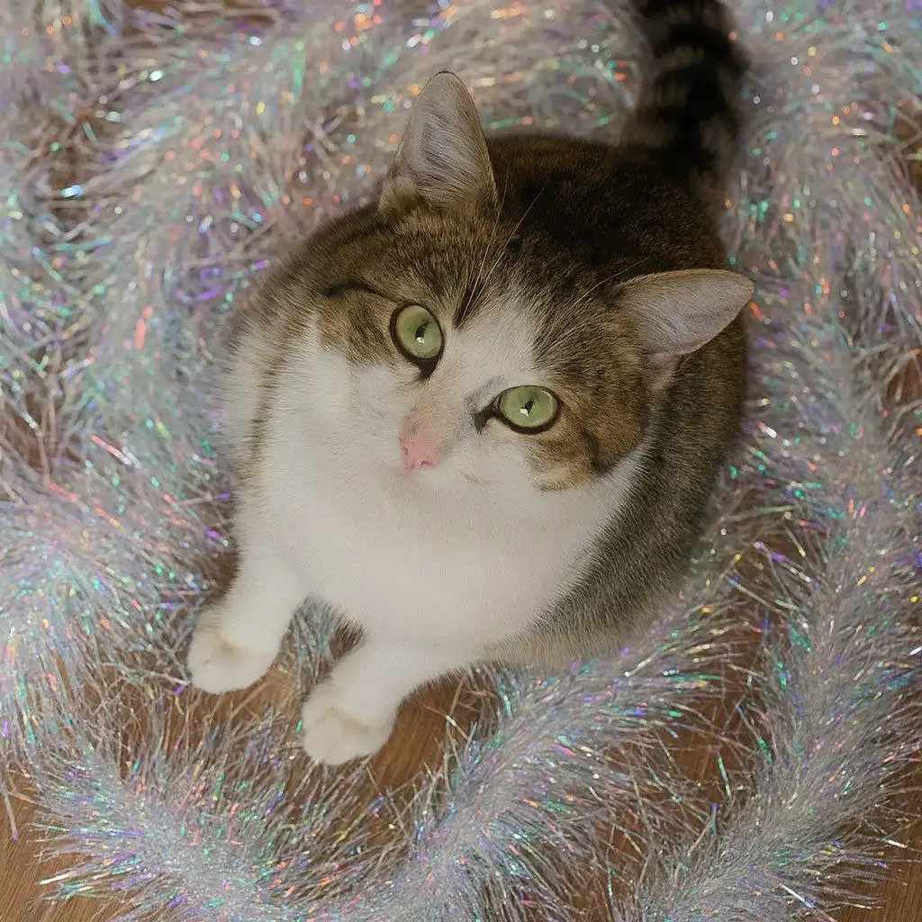 Котенок 6 месяцев ищет хозяина