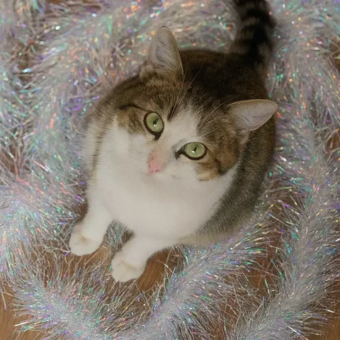 Котенок 6 месяцев ищет хозяина - Животные в Чита