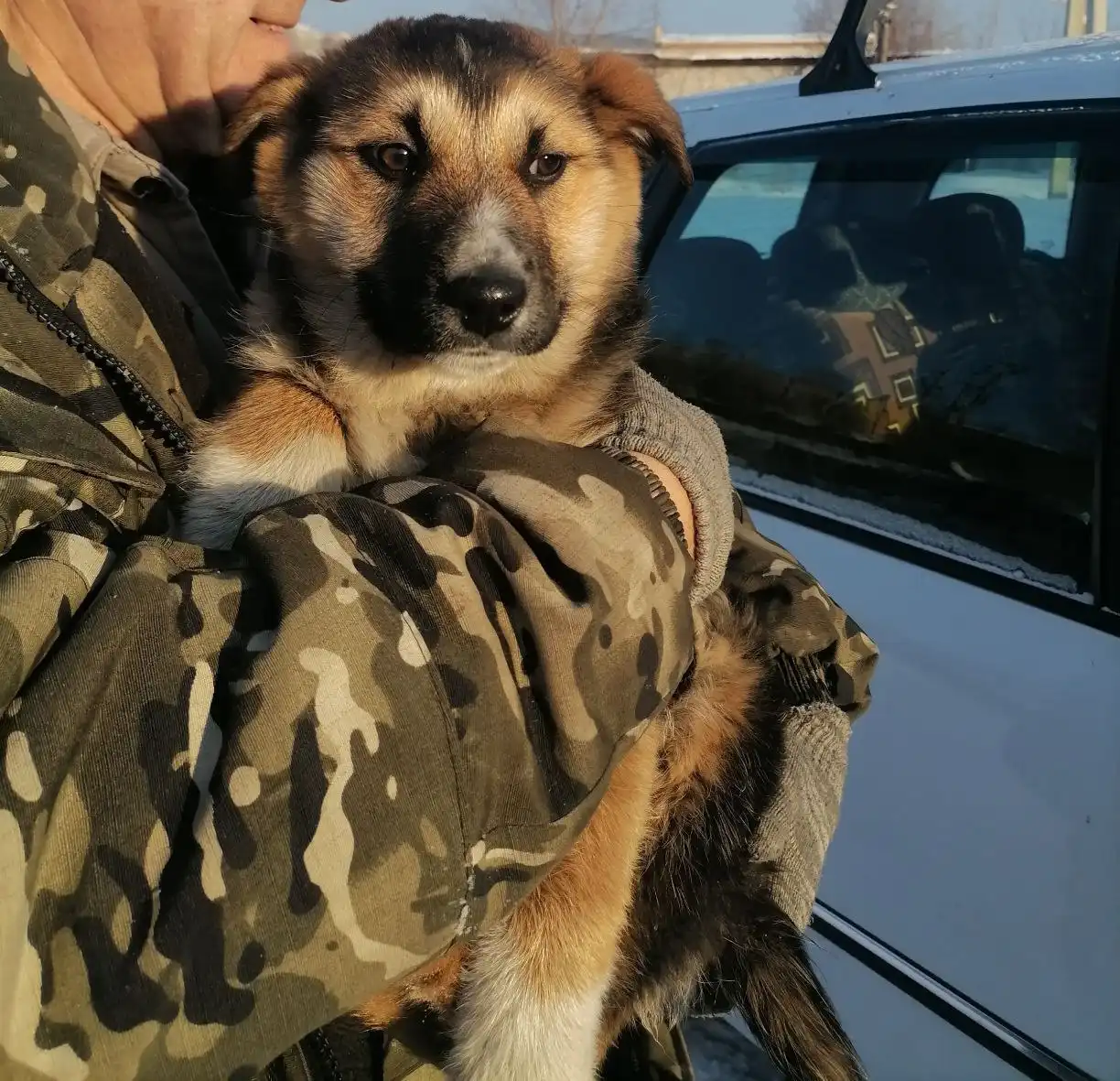 Щенок Найда ищет дом