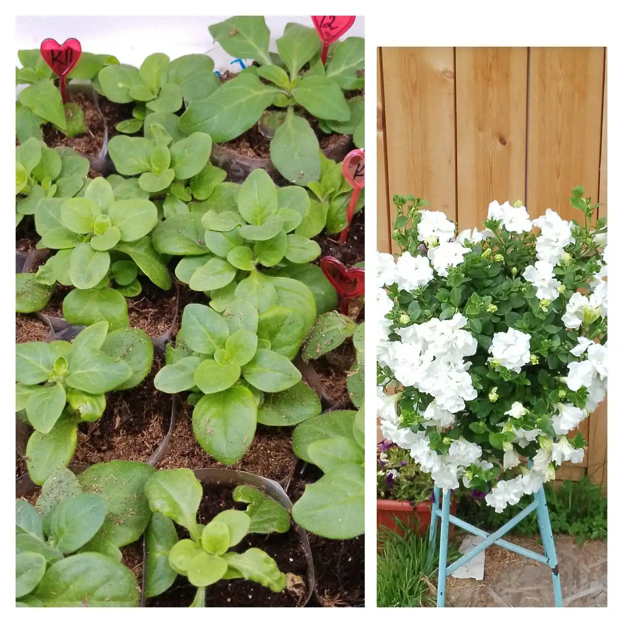 Продажа черенков вегетативной петунии Тумбелина Диана