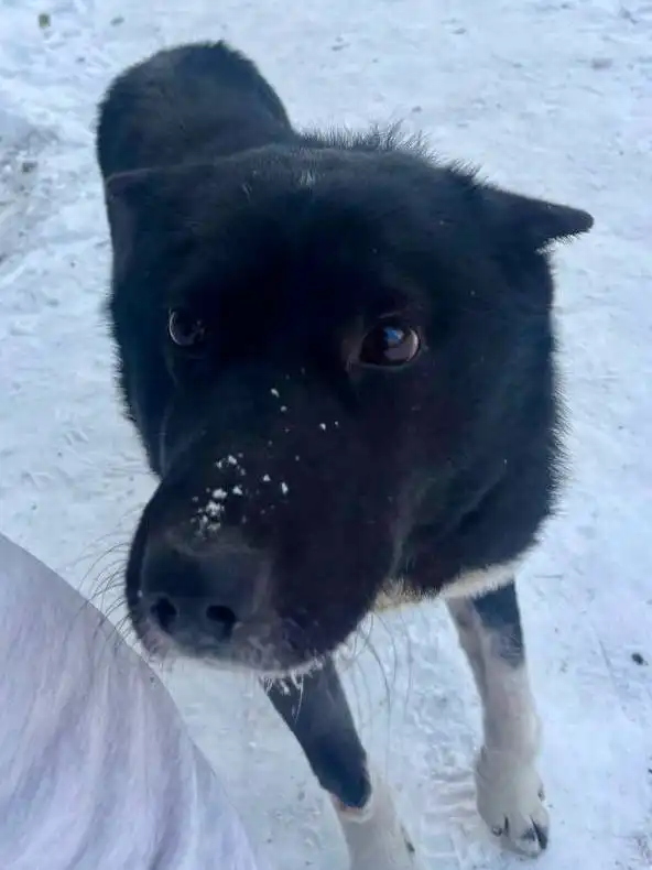 Спасение лабрадора-ретривера от холода