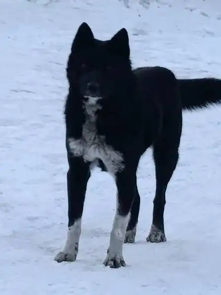 Спасение лабрадора-ретривера от холода