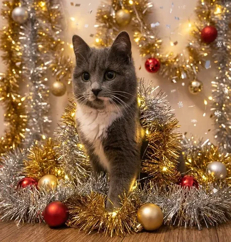 Отдам кошечку 6-7 месяцев в Атамановке - частное объявление в Атамановка