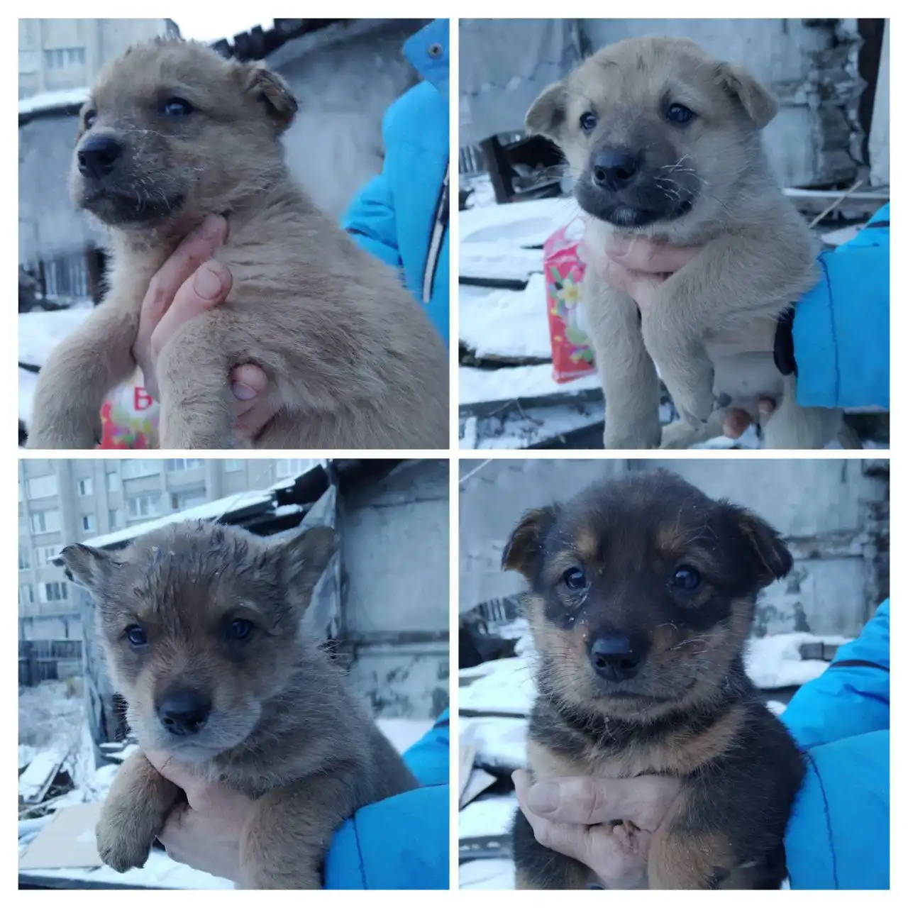Щенки в добрые руки