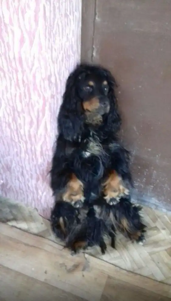 Пропала собака Чарли