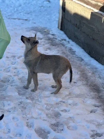 Щенок 5 месяцев ищет дом - Животные в Чита
