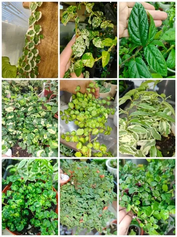 Фикусы пумила ползучие ампельные - частное объявление в Чита