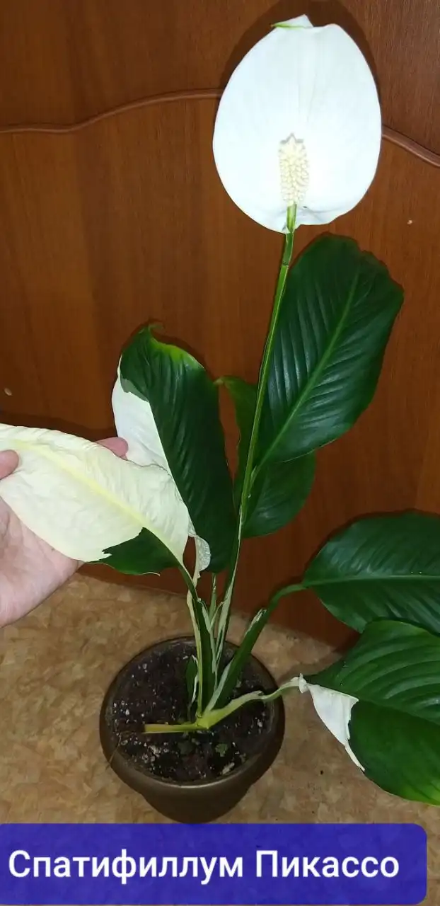 Детки от спатифиллума Пикассо