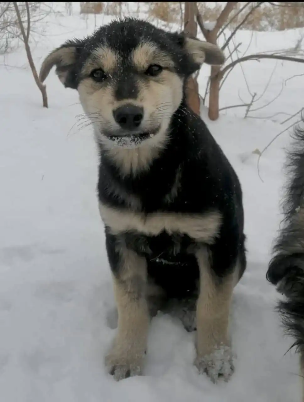 Щенок девочка ищет дом