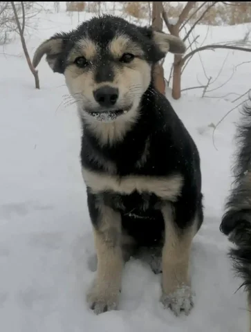 Щенок девочка ищет дом - частное объявление в Чита