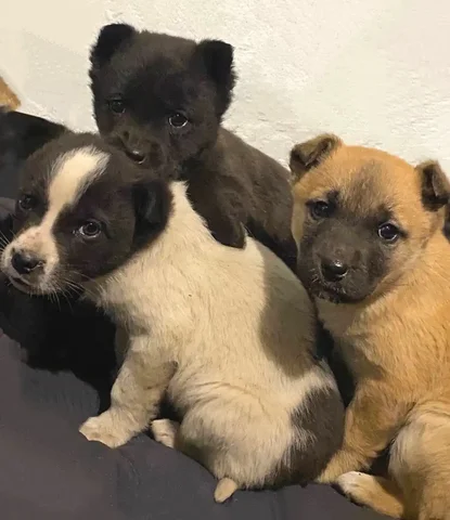 Милые щеночки ждут своих хозяев - частное объявление в Атамановка