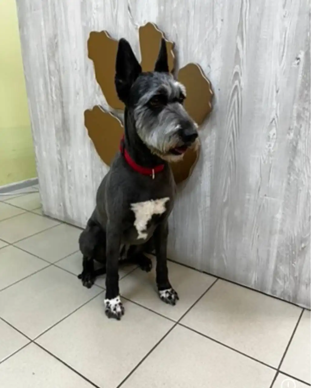 Потерялась собака в 5 микрорайоне - Собаки (Животные) в Чита