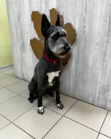 Потерялась собака в 5 микрорайоне - Собаки в Чита