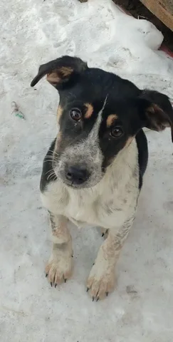 Девочка в добрые руки в Чите - Собаки в Чита