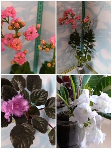 Продажа комнатных растений - Комнатные растения в Чита