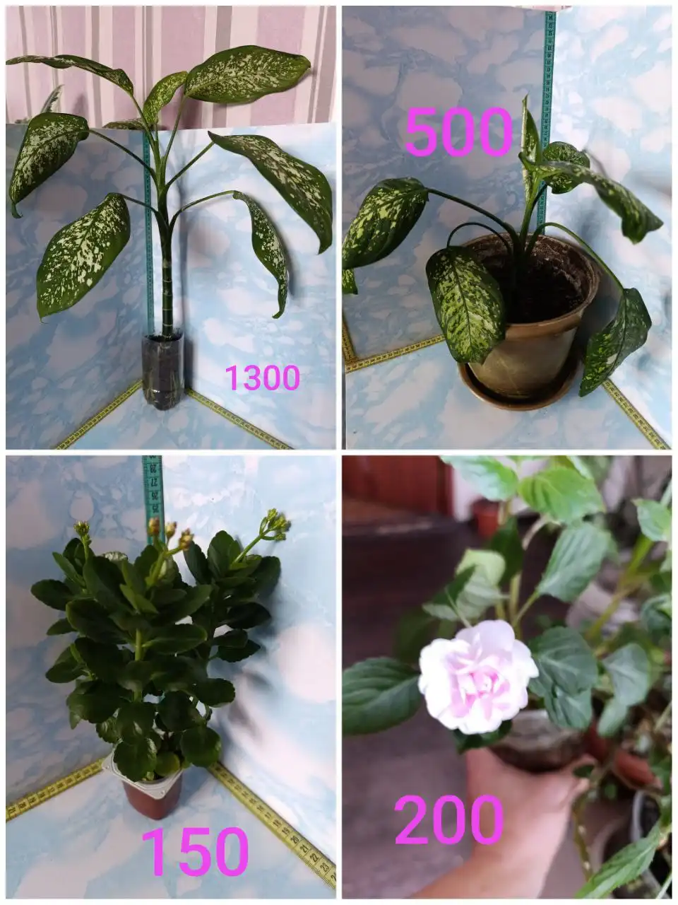 Продажа комнатных цветов - Растения (Хобби и отдых) в Чита