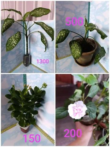 Продажа комнатных цветов - Садоводство в Чита