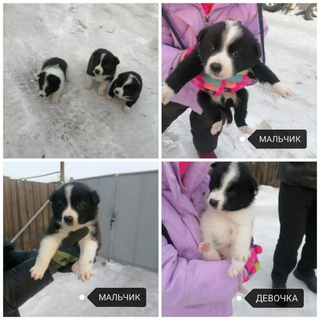 Щенки лайки в добрые руки - Собаки (Животные) в Чита