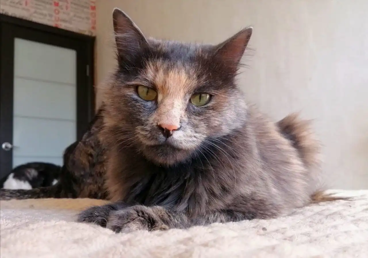 Продается ласковая кошка Кики - Кошки (Животные) в Чита