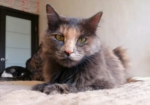 Продается ласковая кошка Кики - Кошки в Чита